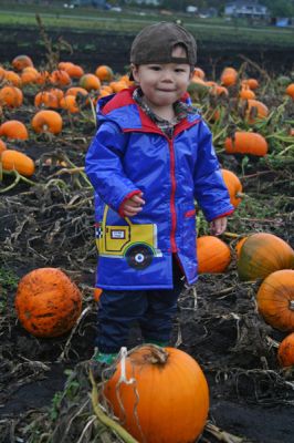 Pumpkin patch