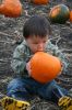 Eating the pumpkin